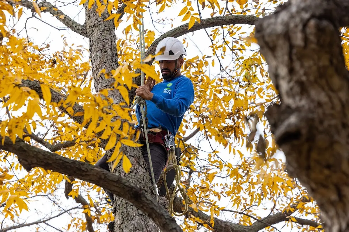 Skilled Emergency Tree Service crew working in Marshall